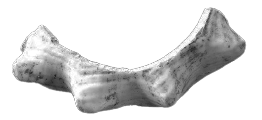 Ta&iacute;no bone cuff